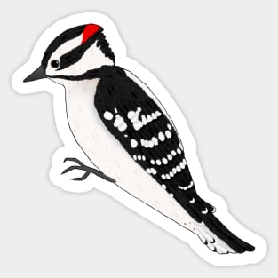 Downy Woodpecker Sticker